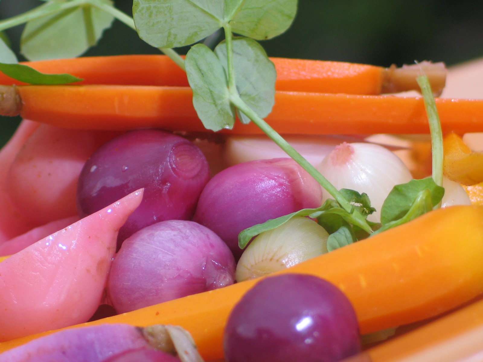Marinated Carrots Pearl Onions & Radishes